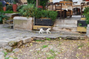 PLAKA CAT